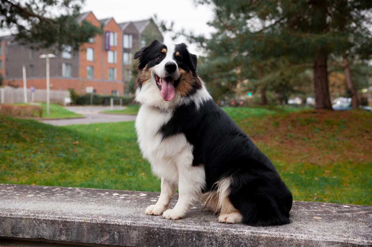 border collie