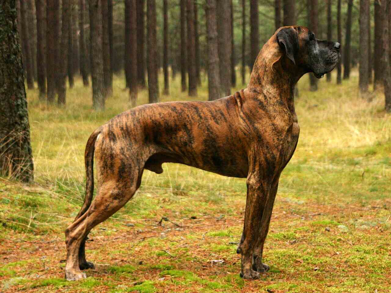 dog niemiecki