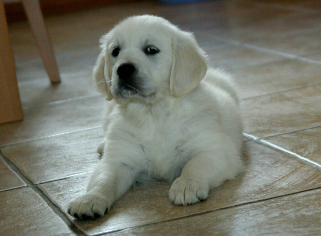 rasa golden retriever