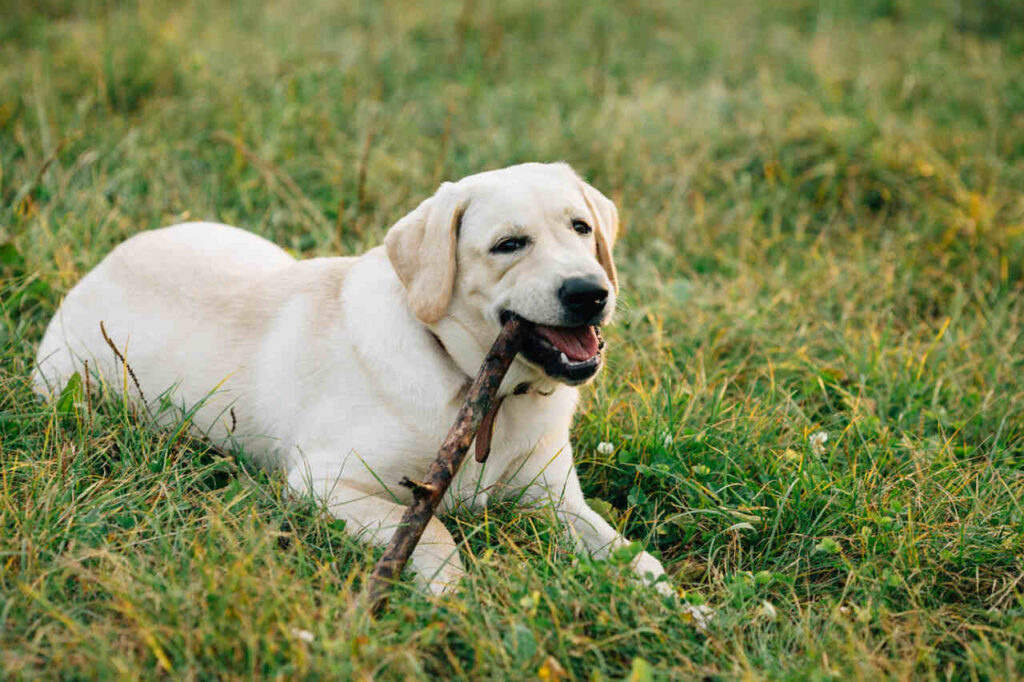 labrador
