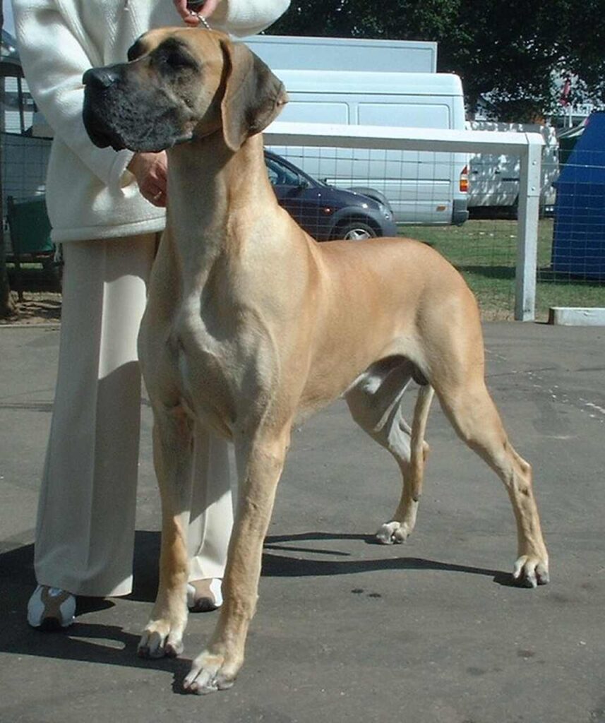 dog niemiecki