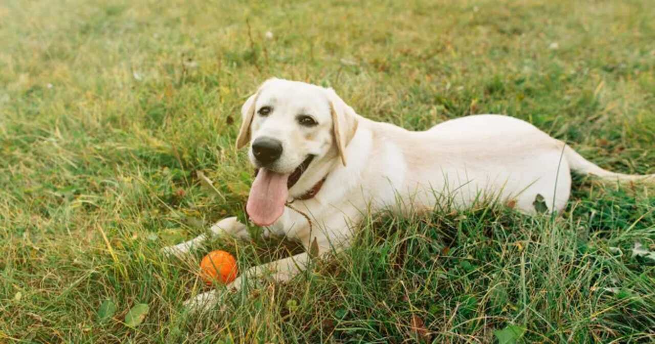 labrador