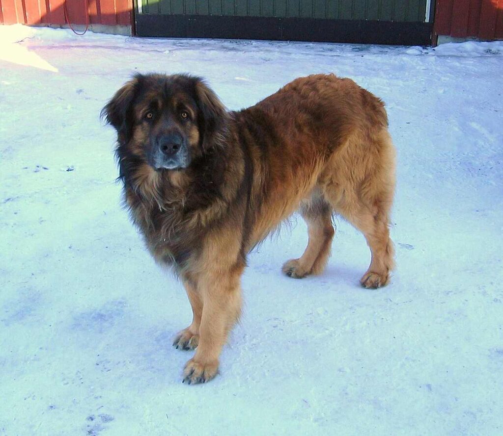 Leonberger rasa