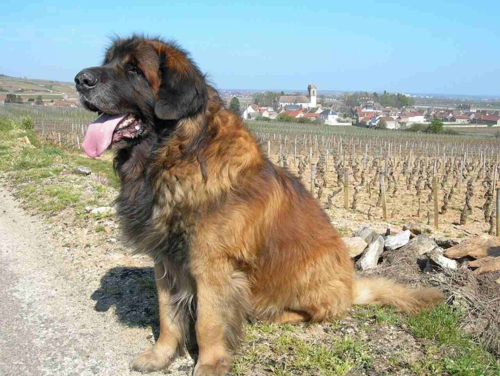 Leonberger rasa
