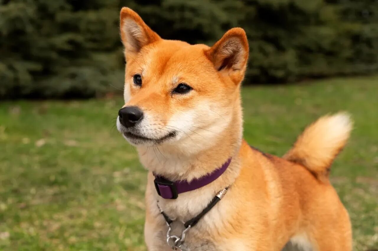 Akita Inu