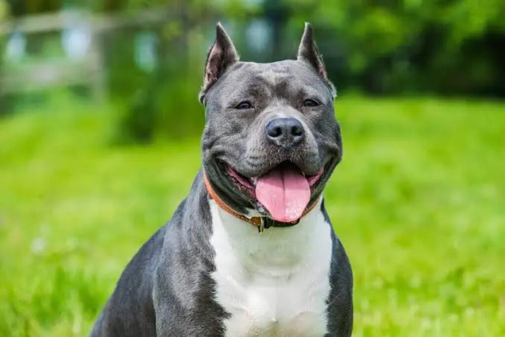 Amstaff rasa