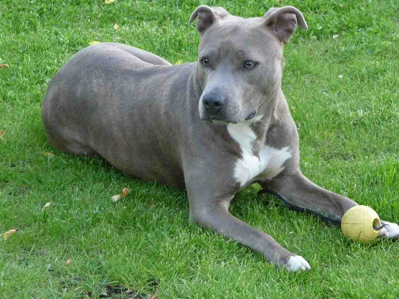 pitbull pies