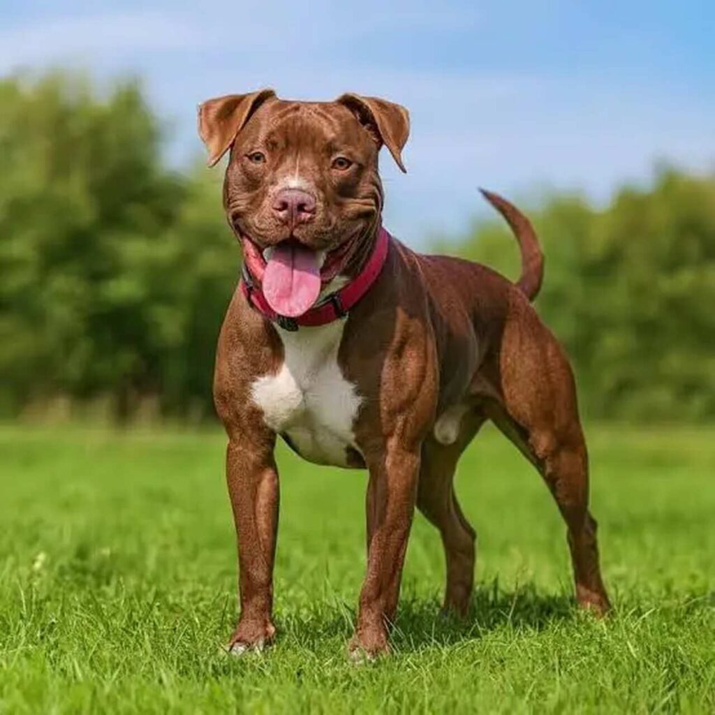 pitbull pies