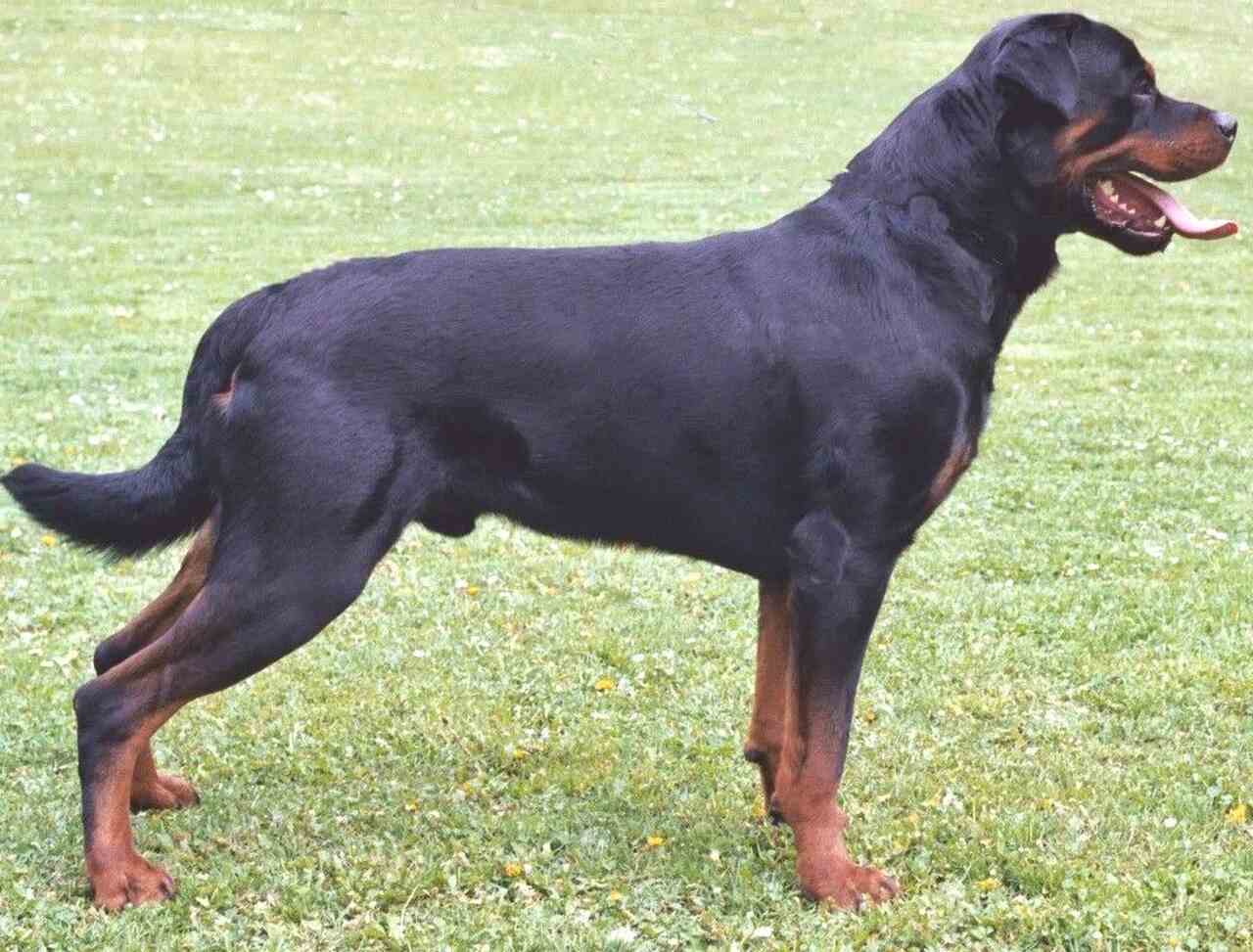 rottweiler rasa